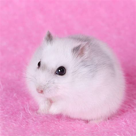 Chi tiết hình chuột hamster dễ thương không thể bỏ qua Starkid