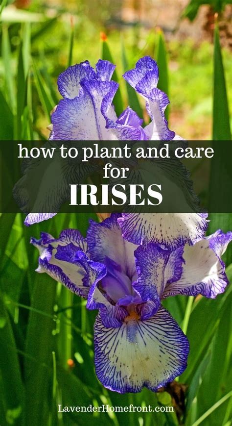 Growing Irises Growing Flowers Growing Plants Planting Flowers