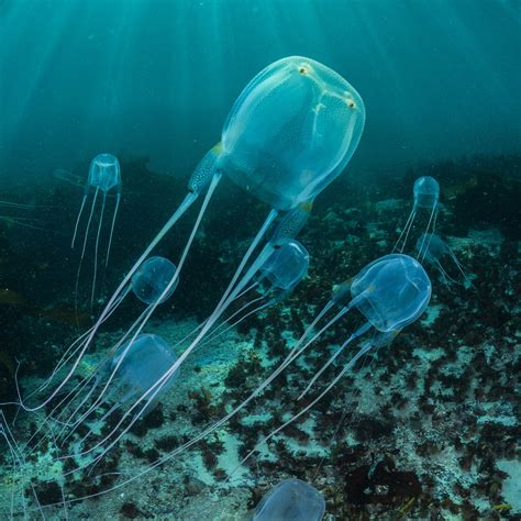 Box Jellyfish National Geographic