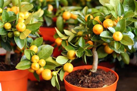 Claves Para Cultivar árboles Frutales En Macetas Con Buena Producción De Fruta