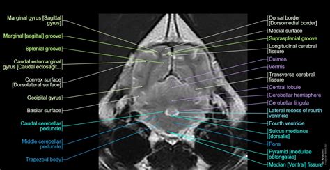 Canine Brain Mri Atlas Veterinary Radiology Normal Anatomy Vet Anatomy