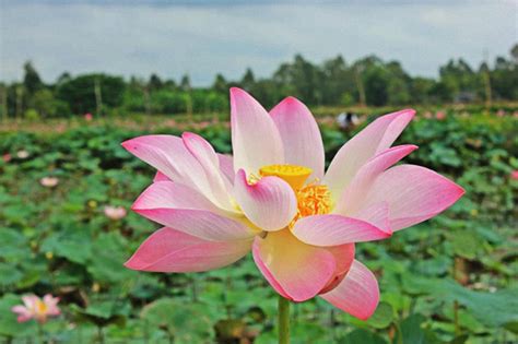 Từ các trận đấu giao. Hình ảnh đẹp về miền Tây sông nước Nam bộ Việt Nam