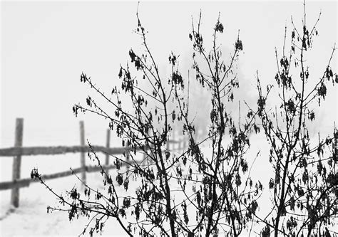 무료 이미지 경치 나무 숲 분기 감기 겨울 울타리 검정색과 흰색 식물 화이트 꽃 선 봄 눈이 내리는