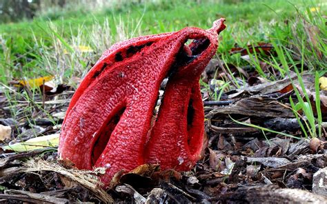 This Time Lapse Of Devils Fingers Fungi Is Eerily Mesmerizing