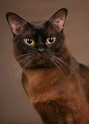 The original burmese cat was sable, a solid, dark brown color. A Sweet-Natured Burmese Cat | Cat Breeds And Types Of Cats