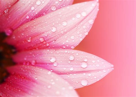 Wet Pink Flower Petals Wallpapers And Images Wallpapers Pictures Photos