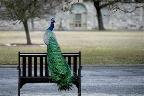 Fort Sam Houstons Famed Quadrangle Peacocks A Tradition Still