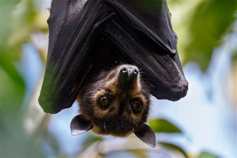 Spectacled Flying Foxes Pteropus Conspicillatus The Clean Air And