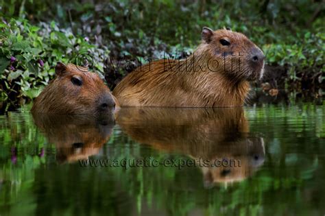 FRESHWATER MAMMALS