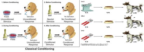 Learning Classical Conditioning Diagram Quizlet