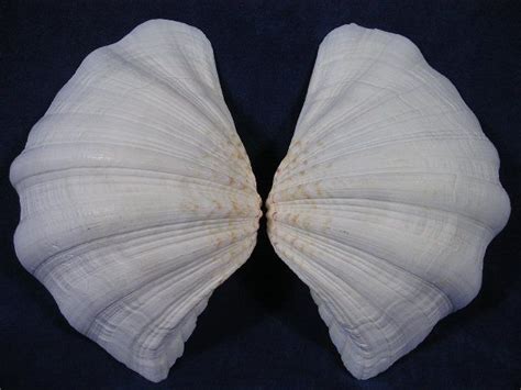 China Clam Seashell Picture Shows The Seashell Halves Placed Apart