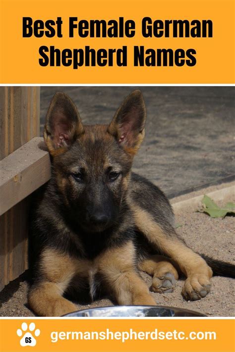 German Shepherd Puppy Female Dog Names Best Dog Names Cute Names For