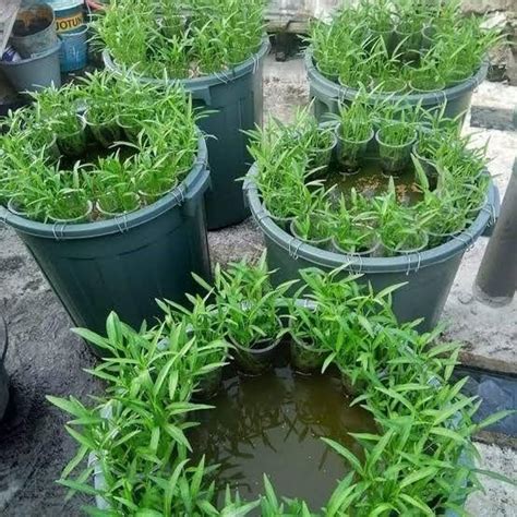 Perbedaannya terletak pada lahan yang digunakan. 8 Ide dan Tips Menanam Sayur di Rumah dengan Lahan Sempit ...