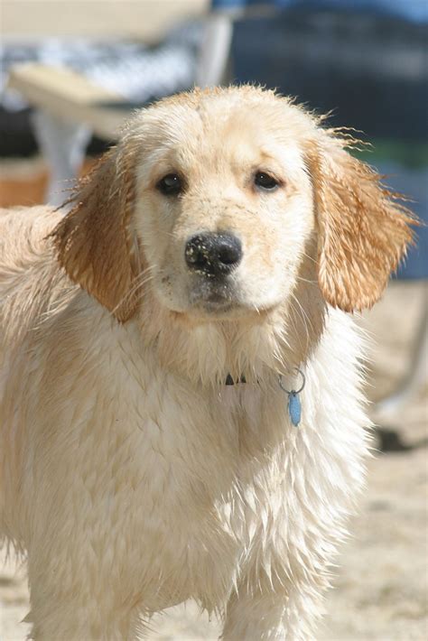 Soggy Golden Retriever Puppy Golden Retriever Rob Kleine Flickr