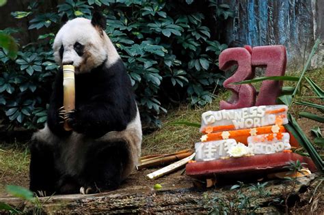 Giant Panda Celebrates World Record Birthday With Cake