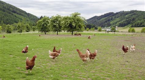 Aftercap Towards An Integrated Food And Farming Policy With An Animal