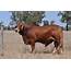 Australian Beef Cattle – Cluny Livestock Exports Pty Ltd