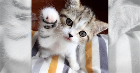 Cute Kittens R Amazing