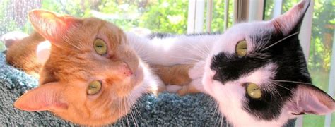 Cat diarrhea has many causes. Cat Bloody Diarrhea Worms - toxoplasmosis