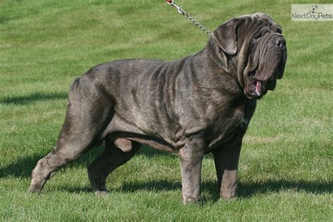 Napoleon mastiff neapolitan mastiffs mastiff puppies english mastiff things to buy yorkie dog breeds favorite color beanies. Macho: Neapolitan Mastiff puppy for sale near Indianapolis ...