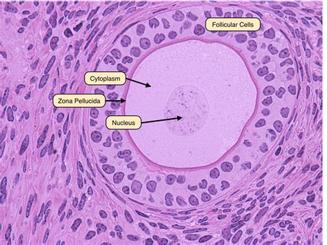 The Late Primary Follicle Stage Is Achieved When The Follicular Cells