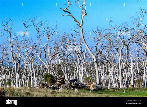 Australia Cape Oatway Great Ocean Road Koala Victoria Dead Gum