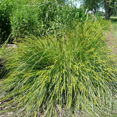 We did not find results for: Brown Fox Sedge (Carex vulpinoidea) - Plants-RP.CARVUL