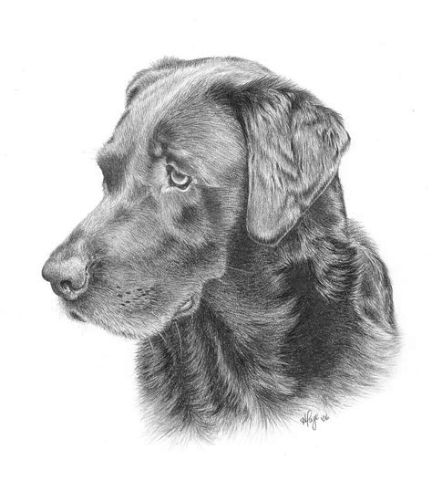Heather Page Chocolate Lab Animal Drawings Labrador Retriever Art