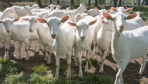 What To Know Before Owning Goats Essential Guide Before Buying Goats