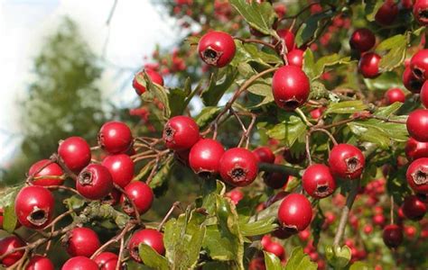 Hawthorn Foraging For Culinary And Medicinal Use Britishlocalfood