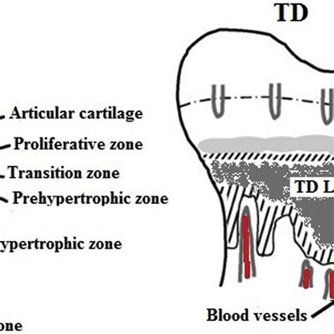 Proximal End Of Tibial Growth Plate Diagram Of Normal And Td Chickens