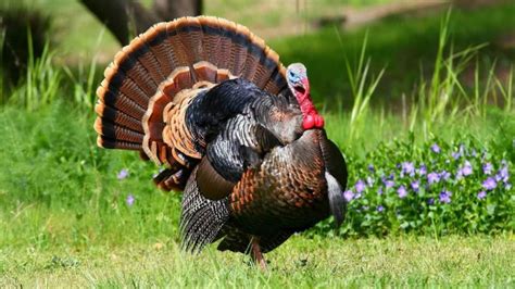 Características Del Pavo Común Un Ave Domesticada