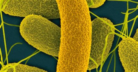 Vibrio Fischeri Bacteria Are Gram Negative Flagellated