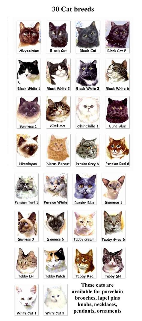Breeds Of Cats Types Of Cats Cats Wallpapers 10 Differentcats