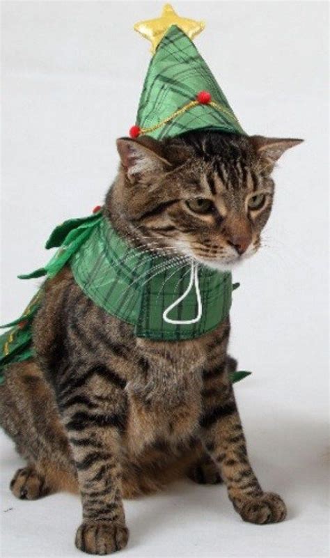 Many a tree has been sent swaying with a happy kitten on top. Top 10 Festive Costume Christmas Tree Cats | Real ...