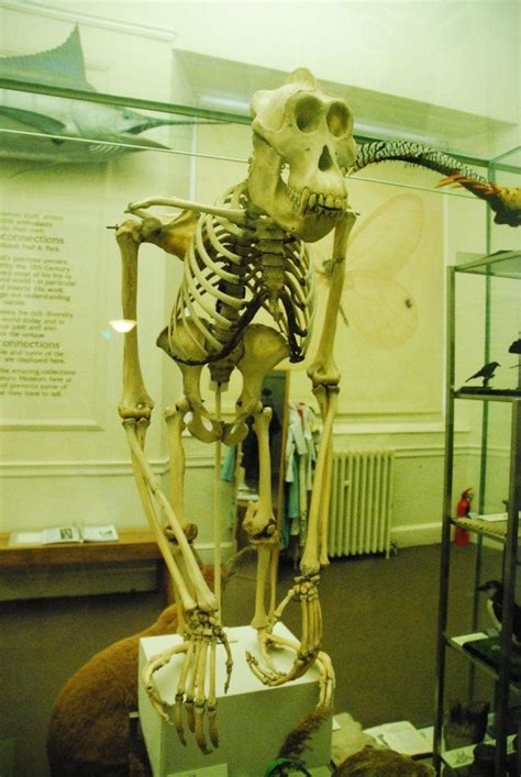 Orangutan Skeleton Wollaton Hall Natural History Museum Scientific