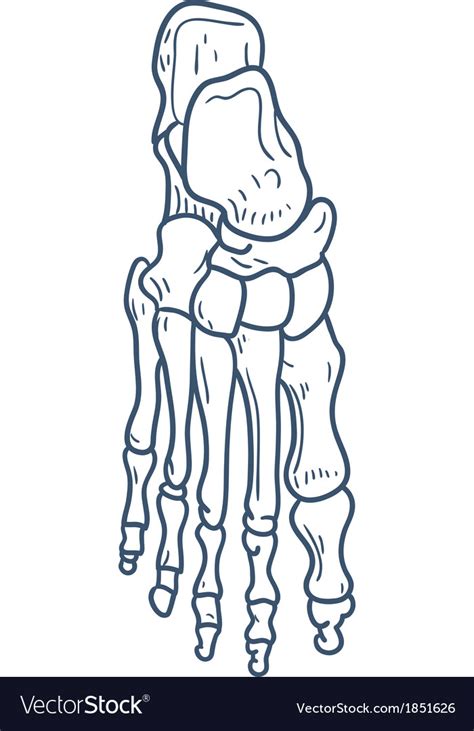 Distal, middle, proximal, talus, calcaneus, navicular, me...