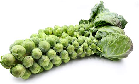 Brussels Sprouts Stalk Information Recipes And Facts