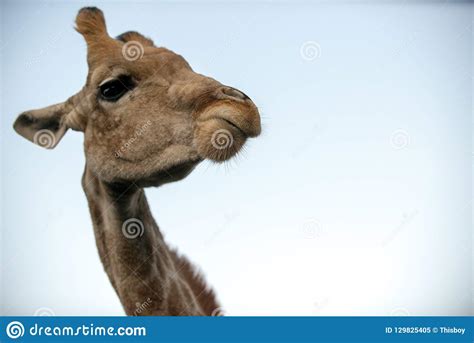 Cute Giraffe Head During Safari Stock Image Image Of Girafe Closeup