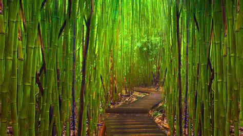 Bamboo Desktop Wallpaper Images