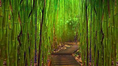 Bamboo Desktop Forest Nature Night
