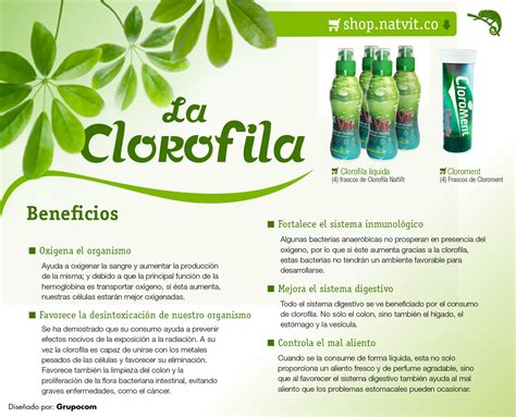 El Consumo De Clorofila En Los Seres Humanos Produce Grandes Beneficios