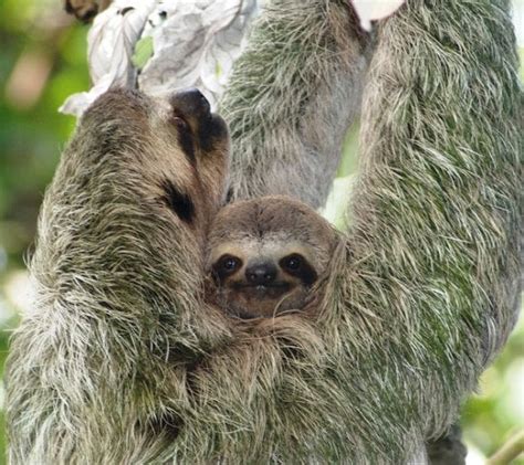 Mom Sloth Carrying Baby Sloth Rsloths