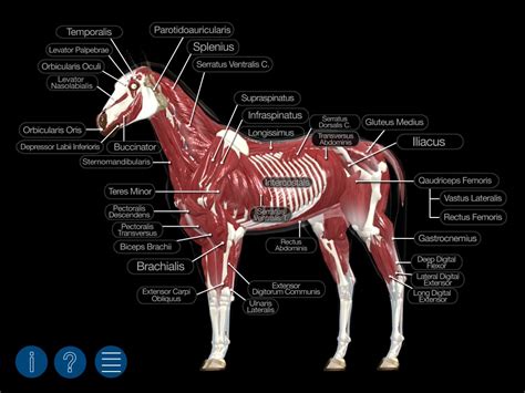 Muscles are all made of the same material, a type of elastic tissue (sort of like the material in a but smooth muscles are at work all over your body. All of the lower muscles of a horse by thegeforce on deviantART