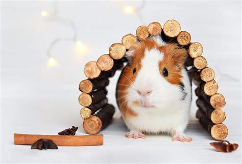 Meerschweinchen will nicht mehr in sein haus. Meerschweinchen Häuser und geeignete Unterschlüpfe