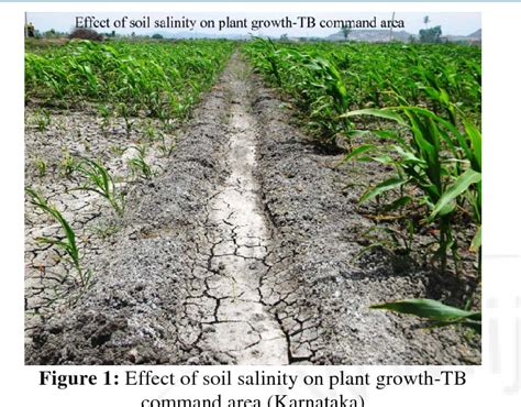 Figure 1 From Alleviating Salt Stress In Crop Plants Through Salt