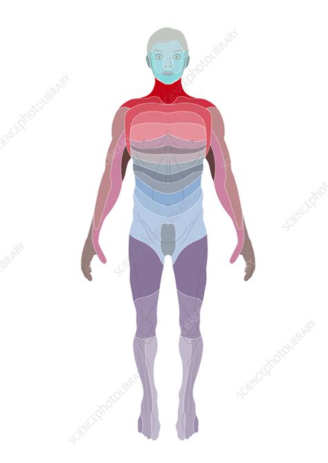 Dermatome Skin Sensory Areas Illustration Stock Image C