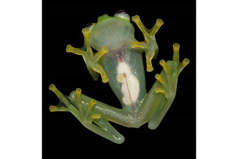 Glass Frogs Organs Are Visible Through Its Belly Wired Uk