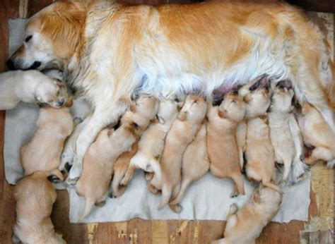 15 Momma Dogs Who Went Through Hours Of Labor To Give Birth To Your