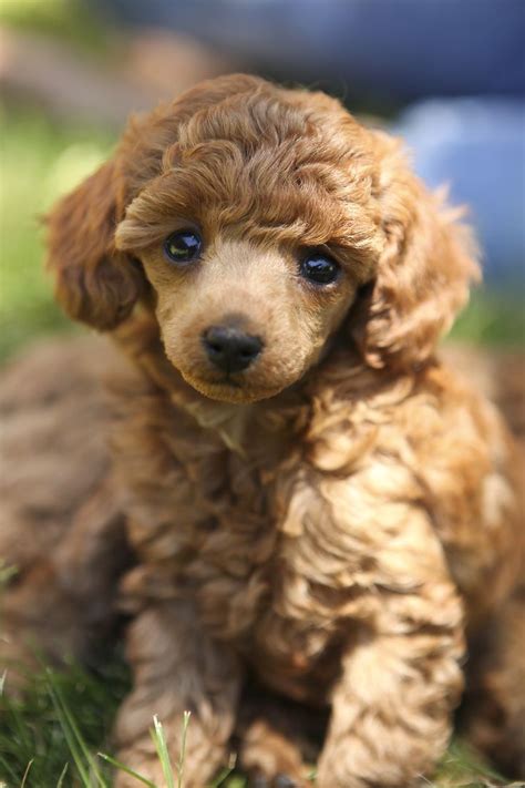 102 Best Toy Poodle Images On Pinterest Poodles French